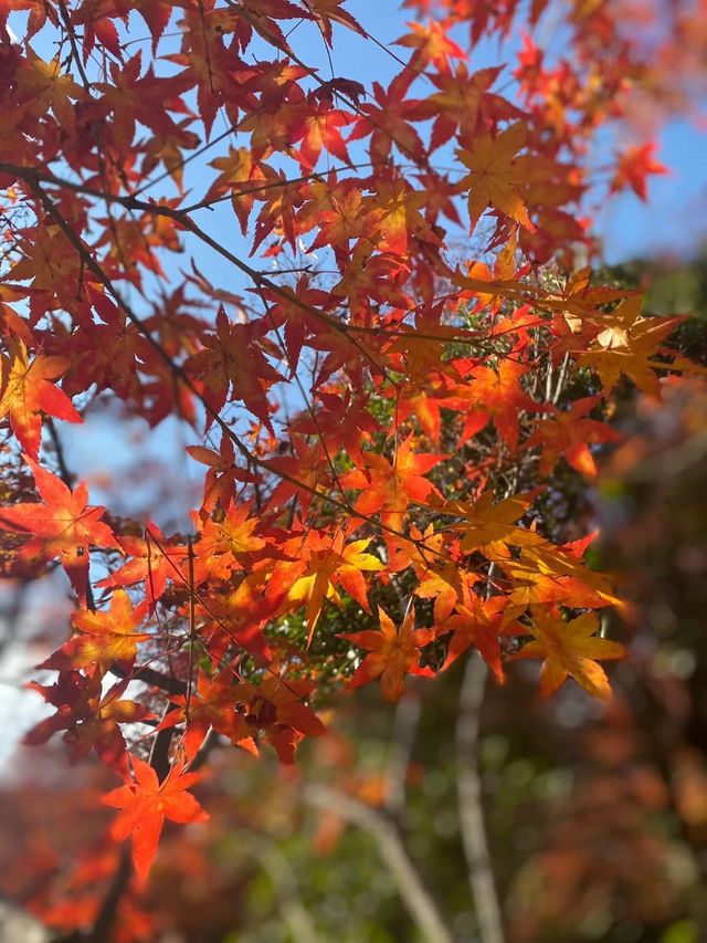 岚山寶嚴院紅葉是炸裂般存在