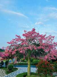 東莞周邊打卡·東莞植物園