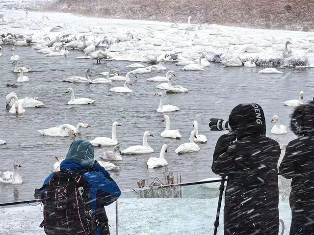 雪韻威海｜銀裝素裹的冬季童話