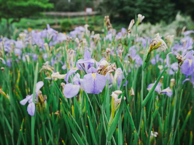 世界最大的藥用植物園!原來就在廣西!