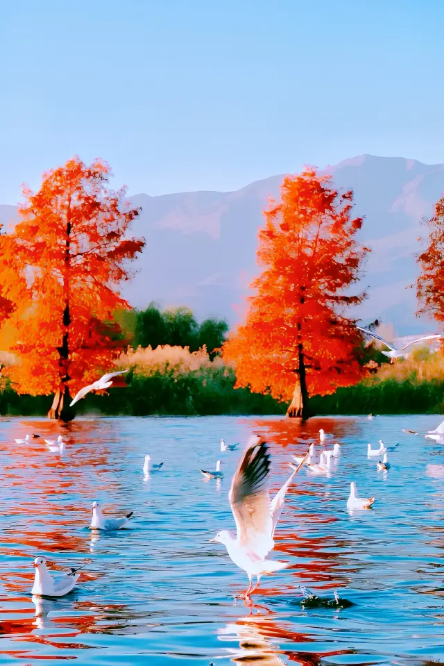 No need to squeeze with others, go to these 8 places to see seagulls in Kunming!