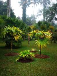 西雙版納熱帶植物園：探索奇妙的綠色世界