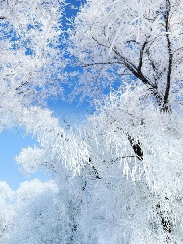 中國霧松仙境第一島，定格這份冰雪之美！