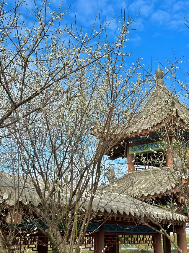 In Huizhou! At Huizhou West Lake! The plum blossoms are blooming