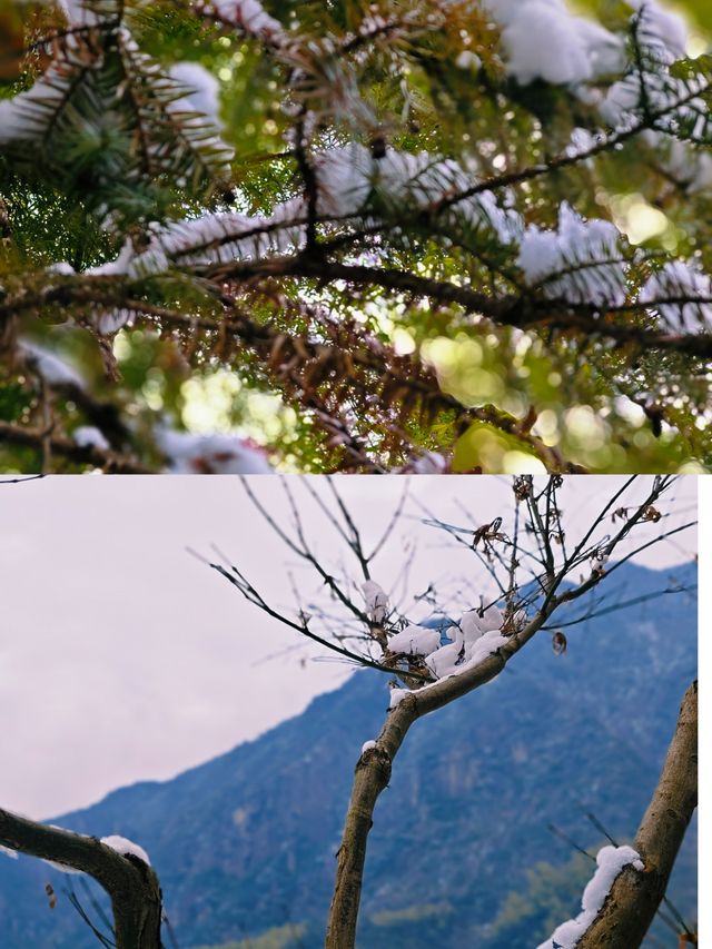 柴門聞犬吠，風雪夜歸人-衢州雪景民宿雨印茶坪