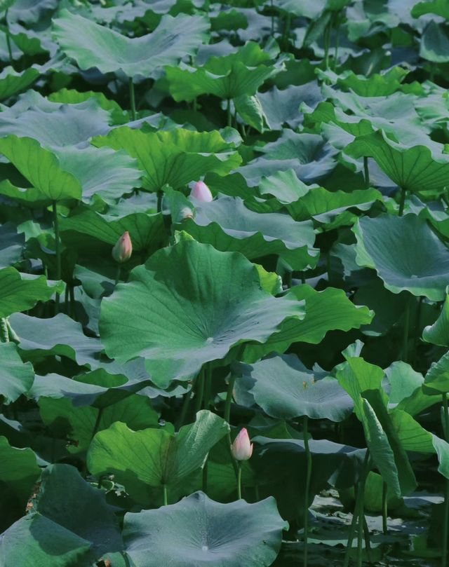 這個公園也太哇噻了，我的秘密基地思賢公園