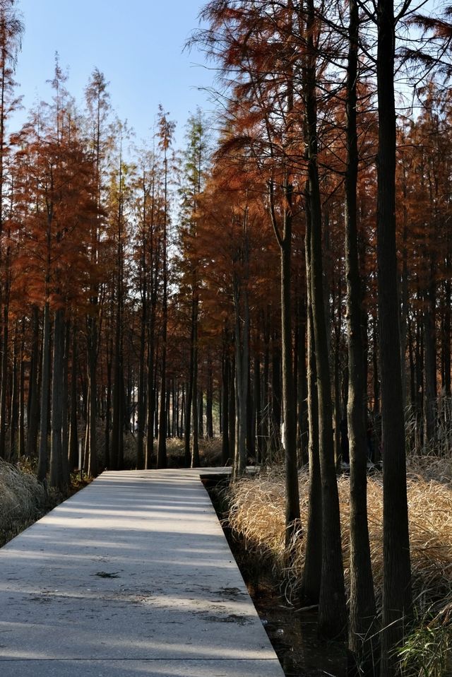 南昌有座“漂浮森林”層林盡染美如畫
