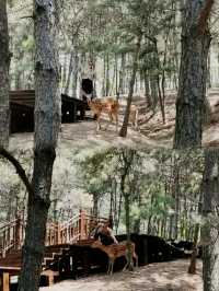 林間漫步，共赴鹿苑之約‖東豐南照山公園