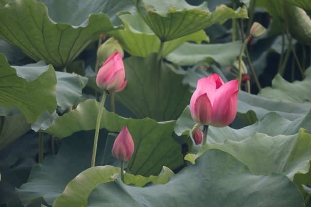 黃興公園荷花 黃興公園荷花