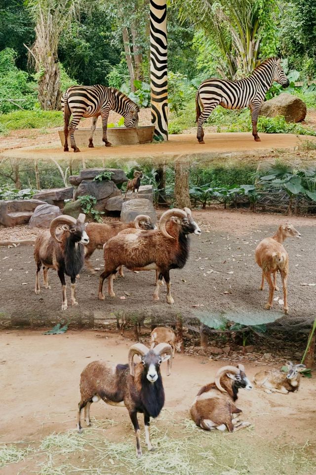 海口 熱帶野生動物園｜一頭跌進小動物們的歡樂世界