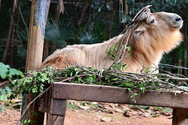 廣州長隆野生動物園——動物攝影的天堂