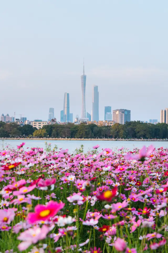 해주호의 개상화 축제, 놓칠 수 없는 봄날의 로맨스!