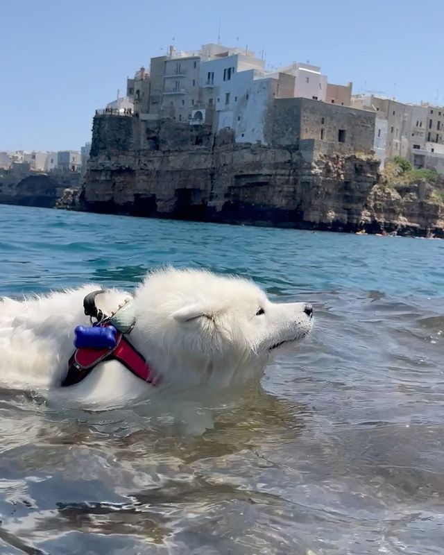 🐻‍❄️ Knock knock! Someone's home in Puglia, Italy - and it's amazing! 🌊🌸🏖️