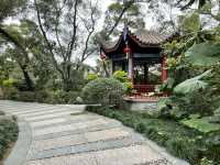 屏山公園賞櫻