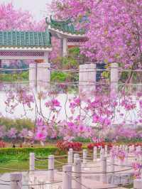 這裡是廣州!! | 三公里粉色花海長廊太浪漫了~