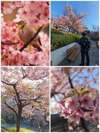 【戀戀櫻花季】清河公園：很小眾的小公園，也有櫻花也有鳥