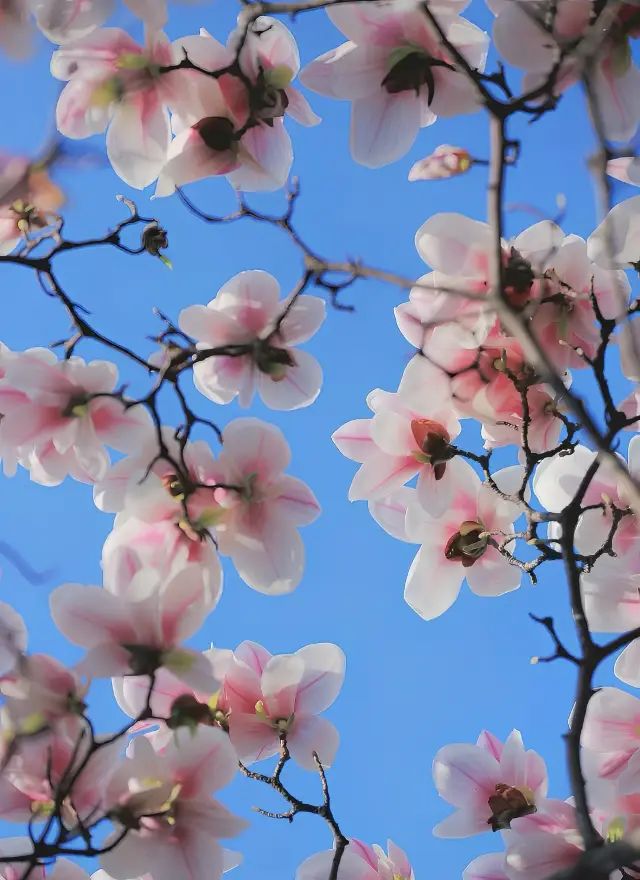 Chengdu Citywalk | Tazishan Park | The magnolias are in full bloom