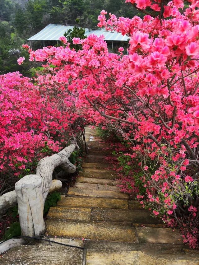 終於在對的時間來到對的地方：雲霧山杜鵑花海