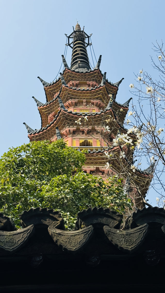 一枝獨秀白玉蘭