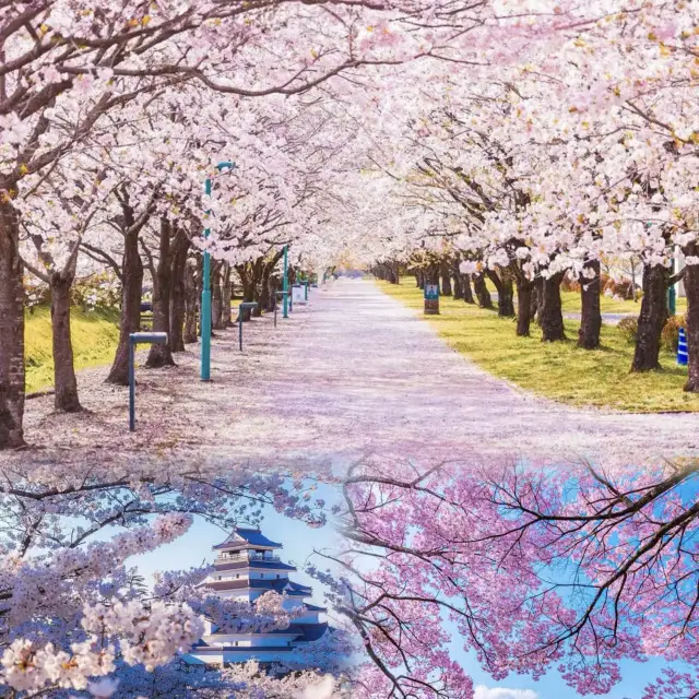 2024 Cherry Blossom Front: A Must-See for Sakura Viewing!