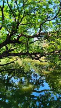 南國私家小莊園——接霞莊