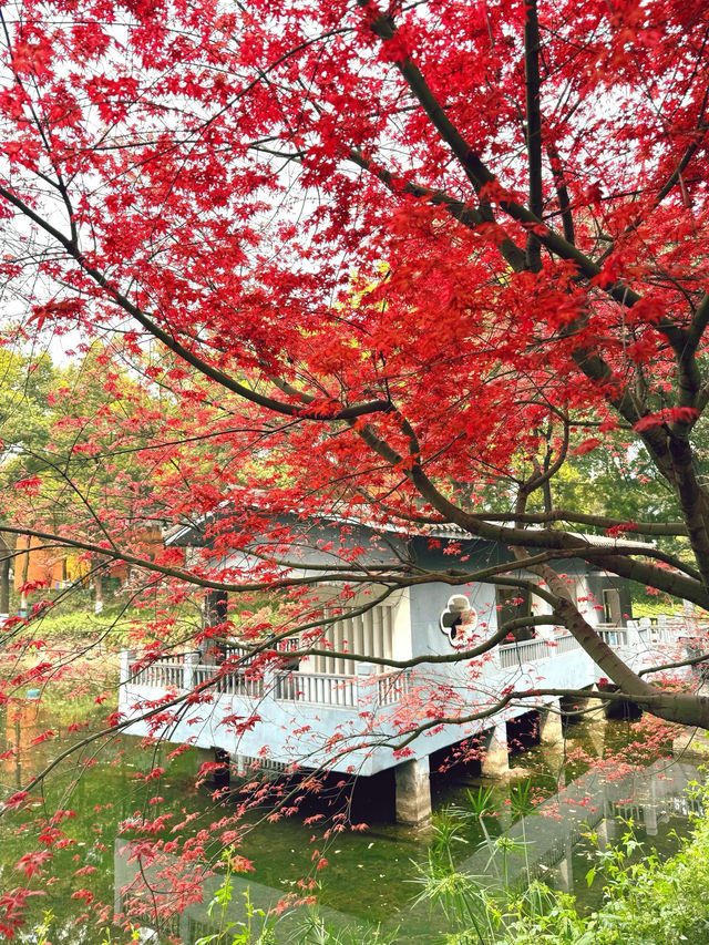 沙坪公園|鏡頭下的春和景明～