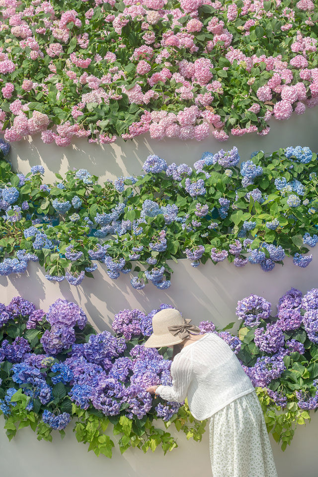 巨美徐家匯公園繡球花蛋糕附拍照攻略