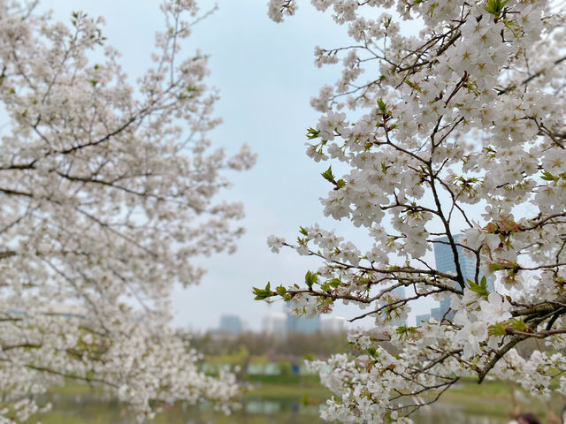 武漢竟有這麼神仙了你們小眾的公園賞花露營應有盡有