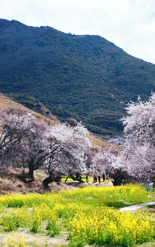 嘎拉村桃花朵朵開