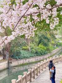別去良渚賞櫻了！這裡的櫻花人少景美又好拍！