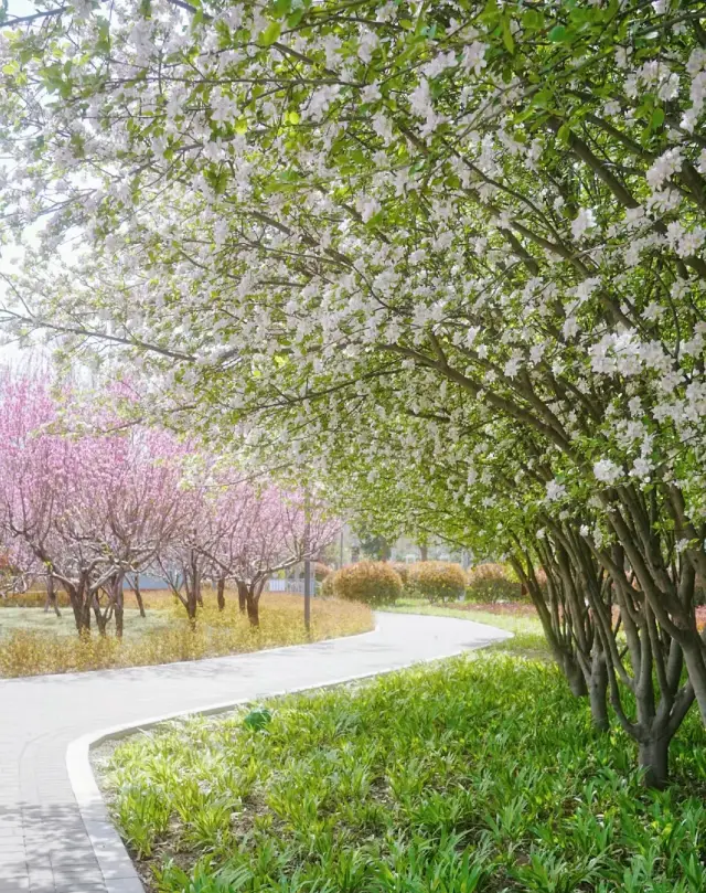 99%的鄭州人不知道的海棠花長廊，絕美