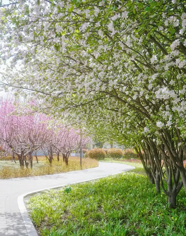 The begonia flower corridor that 99% of Zhengzhou residents don't know about, absolutely beautiful