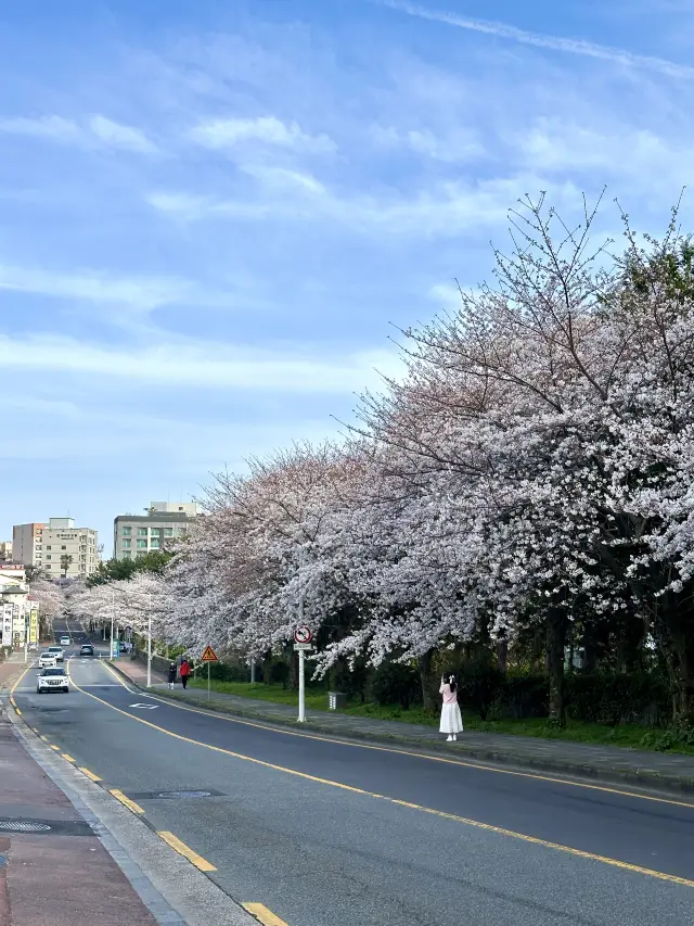 韓國濟州島賞櫻攻略來啦～免簽隨時出發～