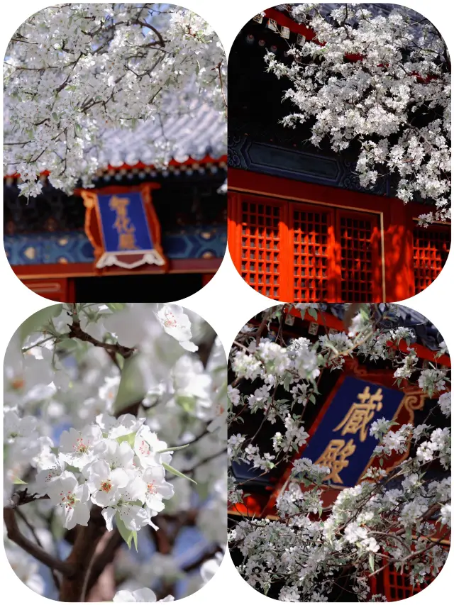 The pear blossoms at Beijing's Zhihua Temple are in full bloom, here's a guide!