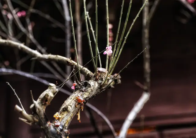 The wisdom from Gaoli Temple turns the fallen plum blossoms into mud