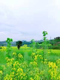 千島湖畔鰲山村，油菜花海金浪湧動