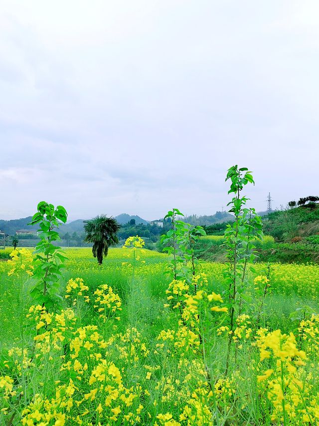 千島湖畔鰲山村,油菜花海金浪湧動 千島湖畔鰲山村,油菜花海金浪湧動