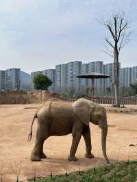 江蘇徐州九頂山野生動物園去親近大自然