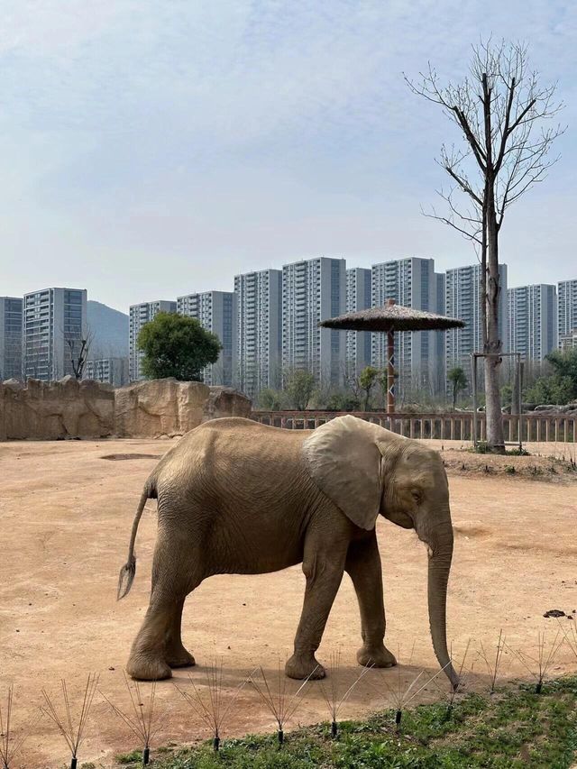 江蘇徐州九頂山野生動物園去親近大自然