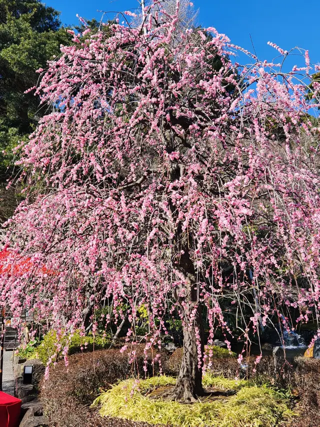 วัด Hase (Kamakura) นิทรรศการดอกพลัม