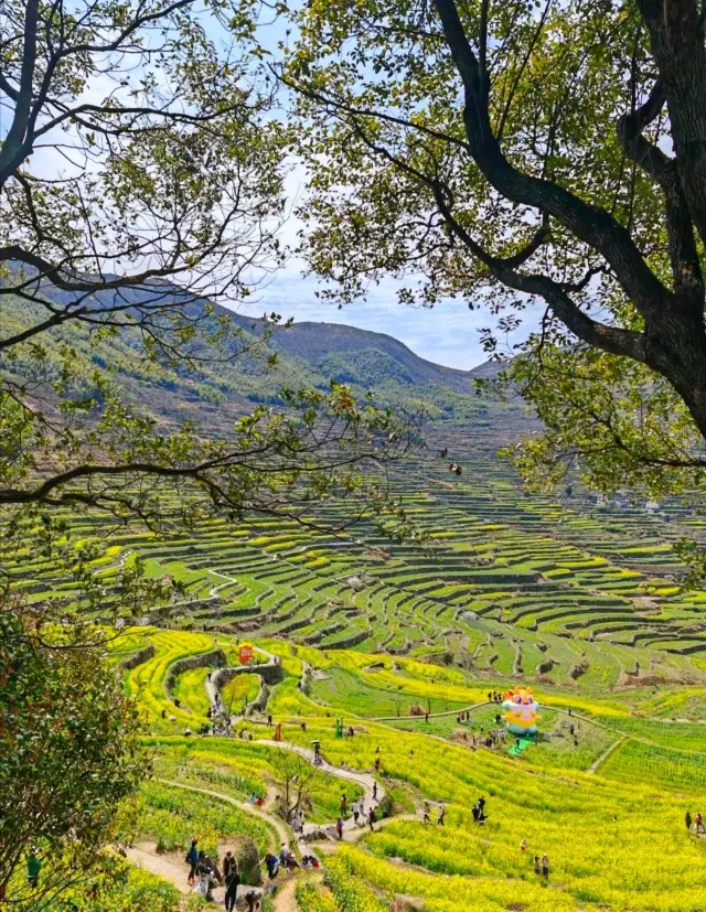 It's the perfect time to experience spring in the Jiangnan region! The thousand-acre terraced rapeseed fields of Fuchun Mountain in Shaoxing are blooming beautifully, like a picturesque scene