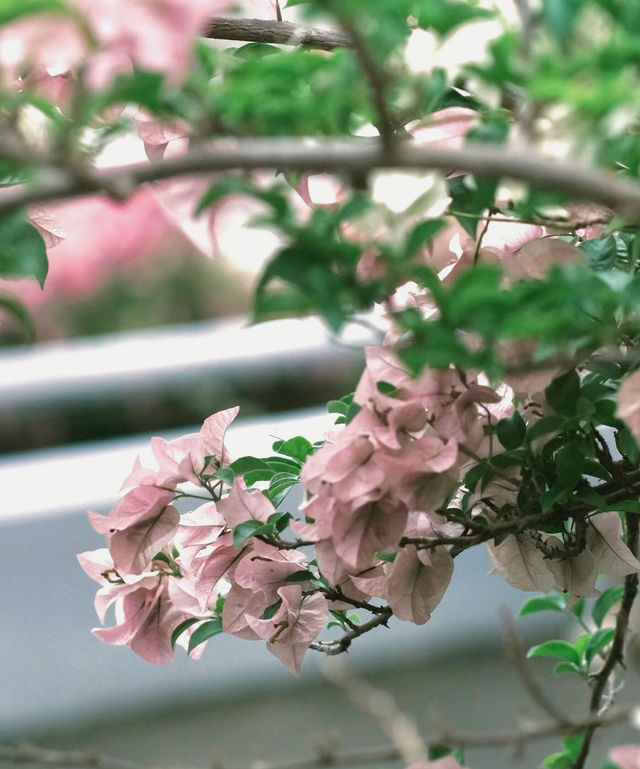 深圳「小花園」可以讓你出大片哦