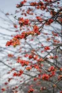 三月裡的佛山，滿城被木棉花披上“紅妝”