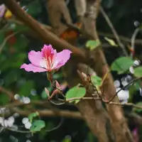 海珠濕地公園宮粉紫荊和櫻花競相綻放！