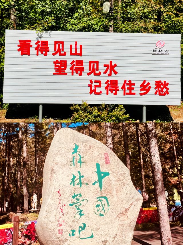 全球追秋｜打卡遼寧楓林谷公園體驗分享