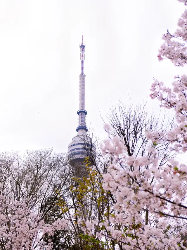 Wuhan Flower Viewing | This free one-day cherry blossom viewing route is highly recommended for collection