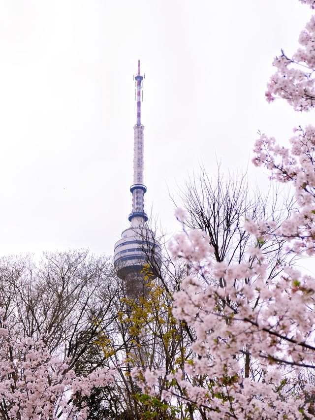 武漢賞花 | 這條免費的一日遊賞櫻路線，建議收藏