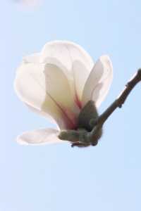 白玉蘭是春日的序章-九華山序章