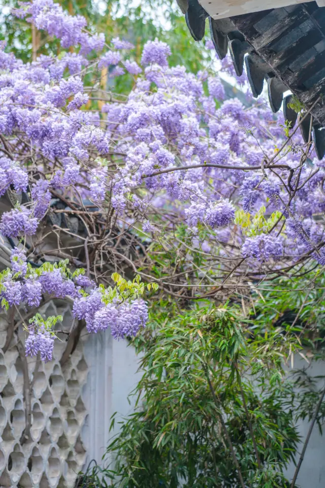 The wisteria at the Canglang Pavilion has secretly bloomed, full of surprises