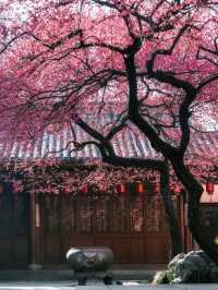 Beautiful Temple Surrounded by 🌸Blossoms🌸 